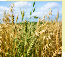 Услуги Оптовые поставки зерновых, овощей и фруктов в Верхнем Уфалее